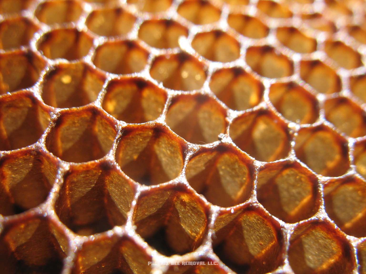 Full Honeycomb Removal and Repair Services
